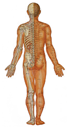 オステオパシーとは画像